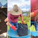 Descubre la forma más efectiva de sembrar papas en tu jardín