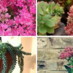 Descubre las características y cuidados esenciales del Sedum Sieboldii
