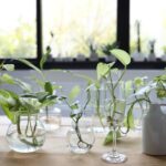 Descubre las mejores plantas que pueden estar en agua para tu hogar