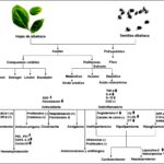 Descubre las propiedades y beneficios de la albahaca morada en la cocina y la medicina tradicional
