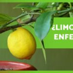 Descubre los mejores remedios caseros para combatir las plagas del limonero