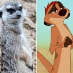 Descubre qué animal es Timón y su importancia en la cultura popular