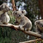 Descubre qué comen los koalas y cómo se adaptan a su dieta única