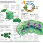 Descubre qué es un organismo autótrofo y su importancia en el ecosistema