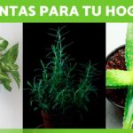 Descubre qué plantas son ideales para tu hogar y jardín