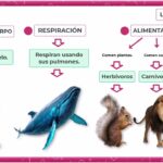 Descubriendo el Fascinante Mundo de los Mamíferos que Vuelan