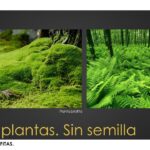 Descubriendo las pteridofitas y su importancia en el ecosistema