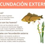 Ejemplos de fecundación externa en diferentes especies y su importancia