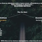 Ejemplos de relaciones intraespecíficas en diferentes especies animales y vegetales