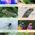 Ejemplos del reino Animalia que muestran la diversidad de la vida en la Tierra