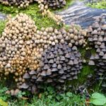 El amensalismo y su impacto en las interacciones ecológicas de los organismos