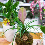 El arte de la kokedama y su influencia en la jardinería contemporánea