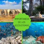 El Biotopo y Su Importancia en el Equilibrio Ecológico de Nuestro Planeta