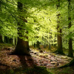 El bosque perennifolio es un ecosistema esencial para la biodiversidad y el equilibrio ambiental