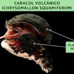 El Caracol Volcánico es un Molusco Fascinante que Interviene en el Ecosistema Marino