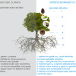 El ciclo de vida de las plantas es un proceso fascinante y complejo que merece ser explorado