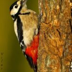 El ciervo rojo es un majestuoso habitante de los bosques europeos que fascina por su belleza y comportamiento