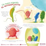 El citoplasma es un componente vital en las células que no se debe ignorar