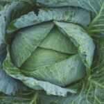 El col repollo es un alimento versátil y nutritivo que merece atención