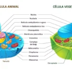 El complejo y fascinante mundo de los orgánulos de la célula animal