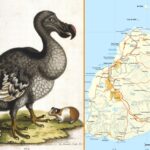 El curioso y extinto pájaro dodo que habitó en Mauricio