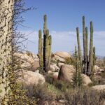 El ecosistema de matorrales y su vital importancia en la biodiversidad