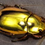 El escarabajo tipo se presenta como un fascinante miembro del reino animal