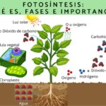 El esquema de la fotosíntesis y su importancia en la vida terrestre
