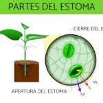 El estoma y sus partes son fundamentales para entender su función en el cuerpo humano