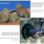 El estudio del dimorfismo sexual y su importancia en la biología