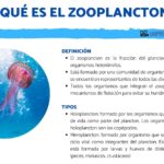 El estudio del zooplancton es crucial para entender los ecosistemas acuáticos