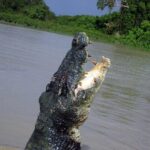 El fascinante mundo del cocodrilo de agua salada y su ecología
