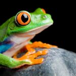 El fascinante mundo del sapo venenoso y sus características impactantes