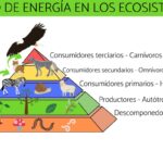 El flujo de energía en los ecosistemas es un proceso esencial para la vida en la Tierra