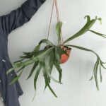 El helecho cuerno de alce es una planta fascinante que merece atención