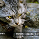 El instinto animal es un comportamiento esencial y fascinante en la naturaleza