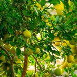 El limonero es un árbol frutal que ofrece numerosos beneficios y cuidados especiales