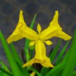 El lirio amarillo es una planta ornamental que aporta belleza y significado en los jardines