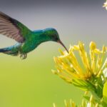 El mutualismo y su importancia en los ecosistemas naturales