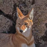 El pangolín es un mamífero fascinante que enfrenta grandes retos de conservación