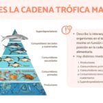 El papel fundamental de los consumidores primarios en los ecosistemas