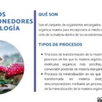 El papel fundamental de los descomponedores en los ecosistemas y su importancia ambiental