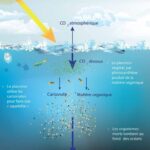 El plancton es fundamental para la salud de los océanos y la vida en la Tierra