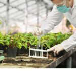 El proceso de nutrición de las plantas y su importancia en la agricultura sostenible