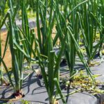 El proceso efectivo de siembra de cebolla y sus mejores prácticas