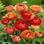 El ranunculus asiaticus es una planta ornamental que embellece jardines y espacios interiores