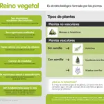 El Reino Vegetal y su Importancia en el Ecosistema Global