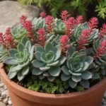 El Sempervivum arachnoideum es una planta suculenta fascinante que merece ser conocida