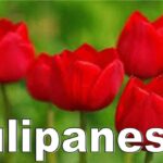 El significado del tulipán rojo y su simbología en diferentes culturas