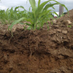 El suelo arcilloso es un recurso vital que impacta en la agricultura y la construcción